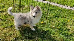 Shetland Sheepdog Puppy for sale